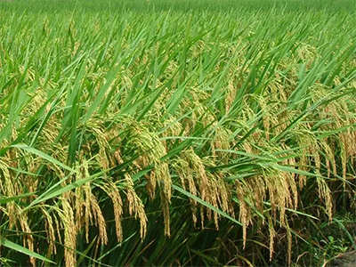 滎陽(yáng)某水稻種植基地